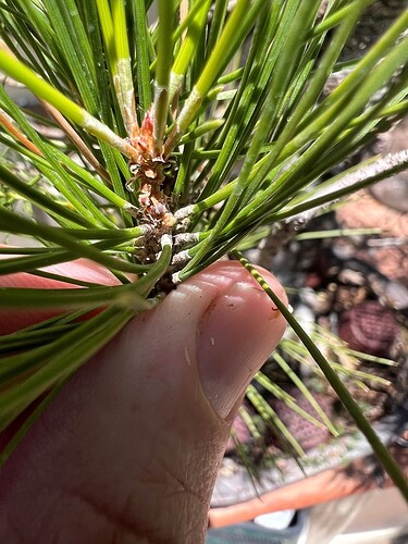 STONE PINE JULY 2025 3