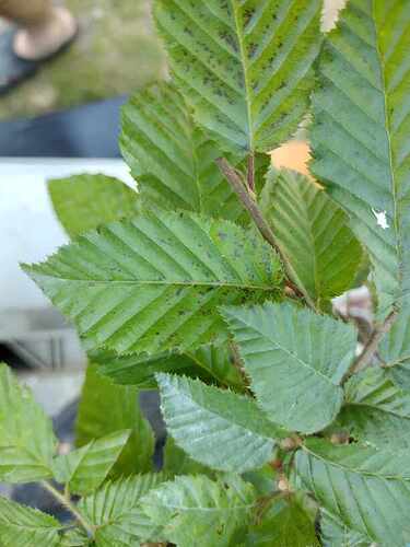 received_475178754782480