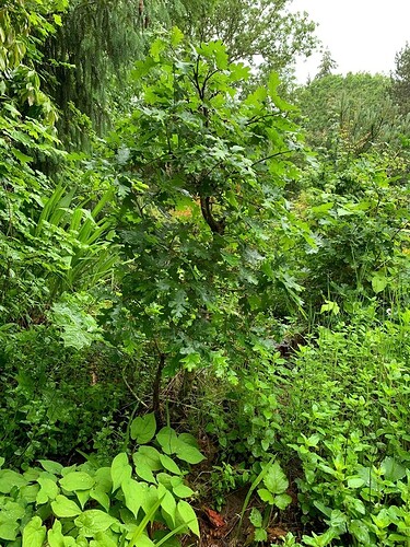 Oak in ground 24
