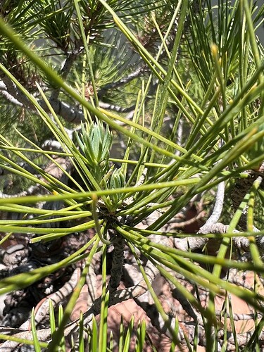STONE PINE JULY 2025 4