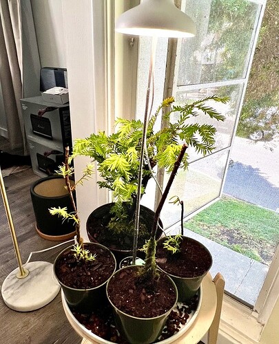 Redwood day 2 in temporary pots2