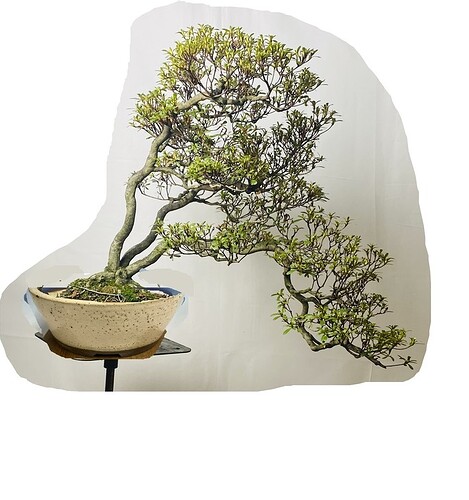 Azalea_cream_pot