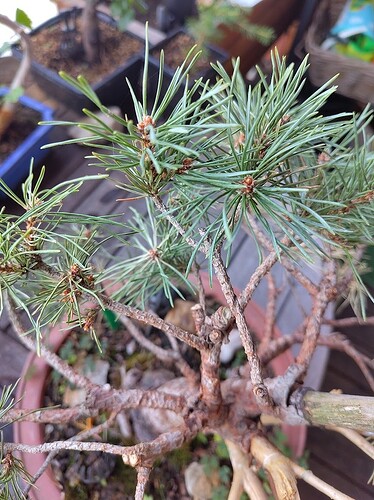pine3