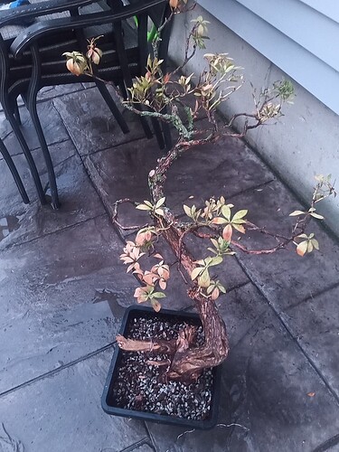 IMG_20230427_194243_522