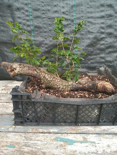 Screenshot_20210901-010523_eBay