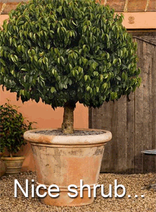 BadBonsaiNiceShrub