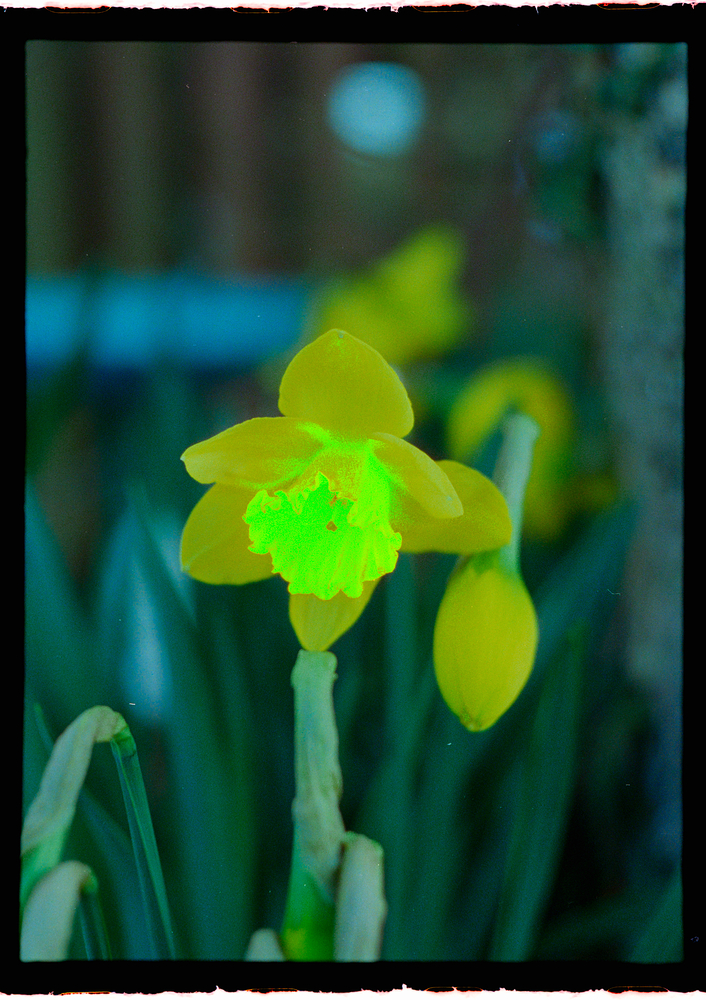 DSLR Scan, Canon R5, RF 100mm f/2.8L, CS-LITE+ SpectraCOLOR™ Light Source, 1/6s @ f/8.0, ISO 100