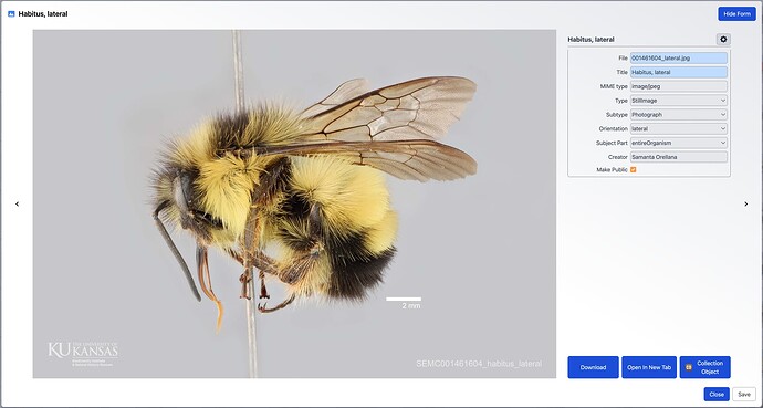 Habitus, lateral attachment example
