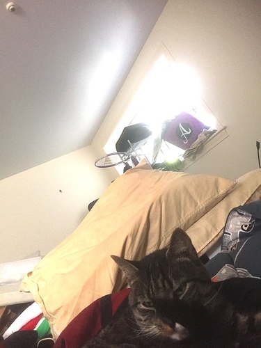 bubba da cat!