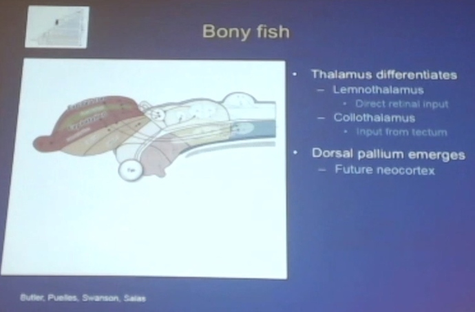 BonyFish