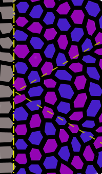 FoveolaTiling