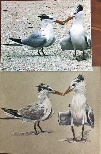 TERNS W-REFERENCE