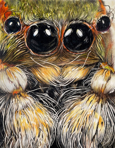 spider-colored-pencils-fin