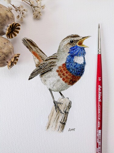 Blauwborst1
