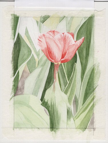 2025-05-26 watercolor pencil tulip