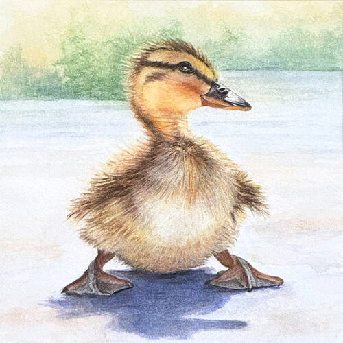 1400 watercolor pencils - animals