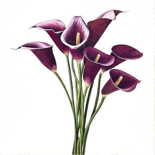8x8 finished Calla Lilies
