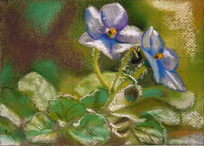 African violets small lighter