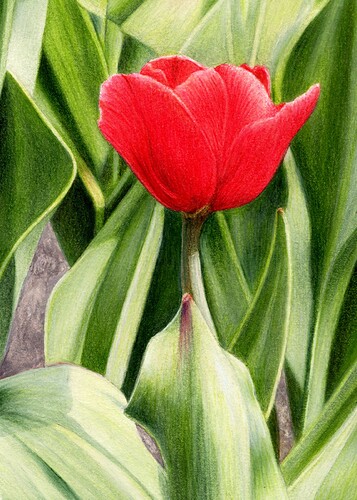 5x7 watercolor pencil tulip resized