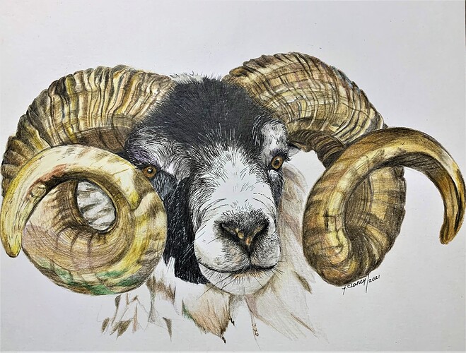 ram