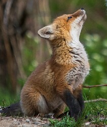 Fox cub