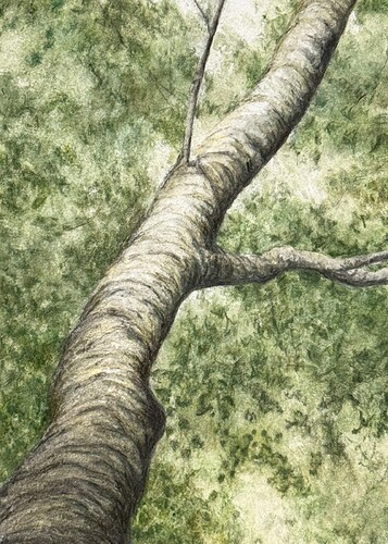 5x7 finished watercolor pencil - tree