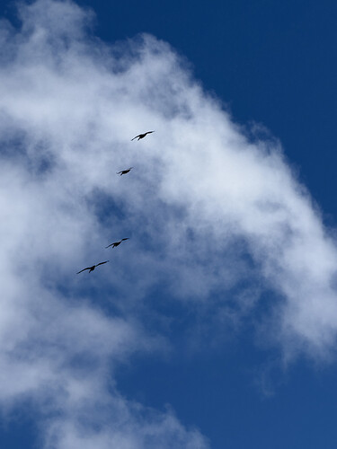 IMG_6452 clouds & pelicans.HEIC