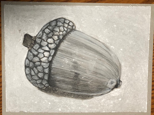Acorn in white and black charcoal 12-14-2022