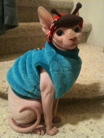 baldycat1