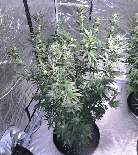 Day 49 RTC 1