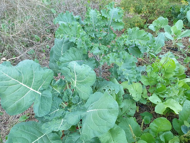 Shao S Kale 2