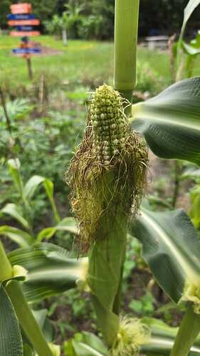 IMG-20250618-WA0006