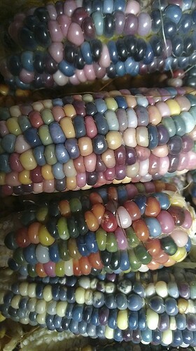 multicolore zoom IMG_20231113_114102