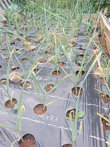 IMG_20250506_185452_312