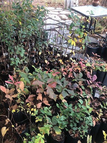 Last years plums (3 spp. here), Oaks (3 spp. shown) and Palouse Apple scion grafted onto EMLA 111 semi-dwarf rootstock