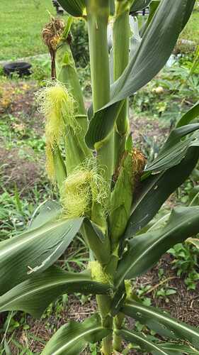 IMG-20250618-WA0003