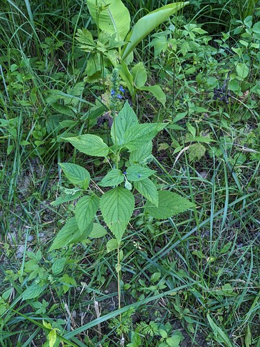 PXL_20240711_232741641