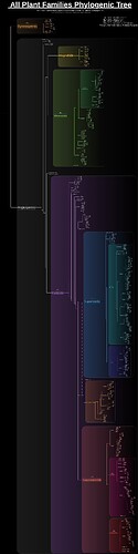 V3 Color Coded ALL Plant Families & Orders Phylogenic Tree Improved with Common Names