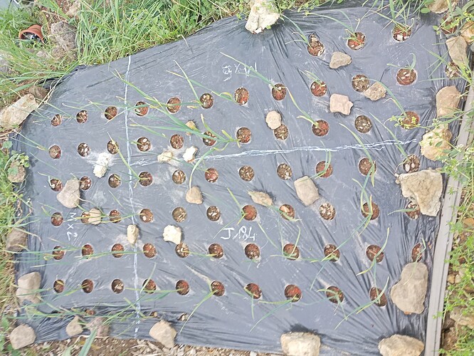 IMG_20250506_185624_520