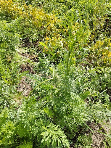 IMG_20250821_132757_HDR