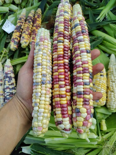 IMG_20250921_162400_HDR