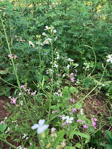 Mixed radish flowers