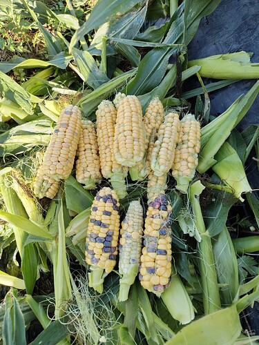 IMG_20250922_151200_HDR