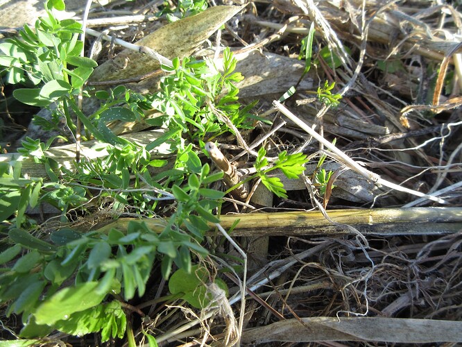 Sept planted 2025 seed