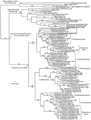 Phaseolus Phylogenic Tree 2007 Cleaner Version