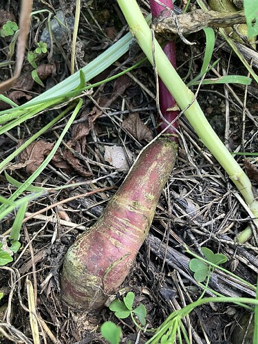 Cincinnati Market radish