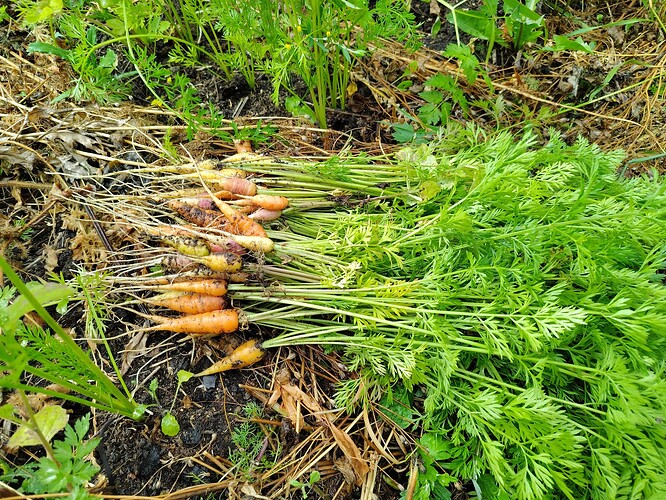 IMG_20250728_132321_HDR