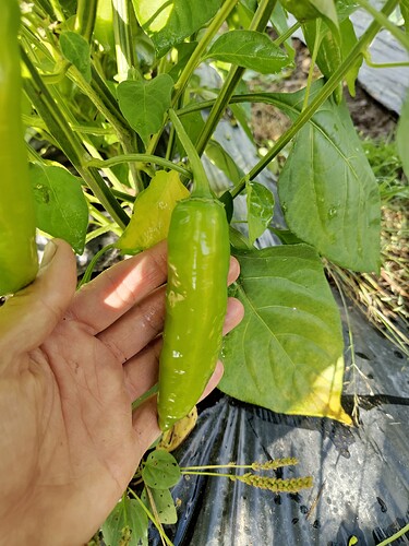 IMG_20250918_161152_HDR