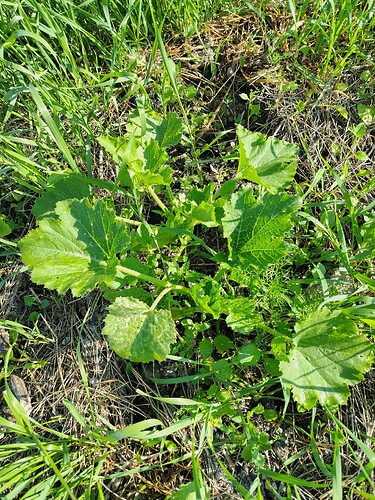 IMG_20250718_090125_HDR