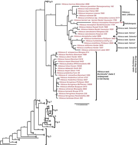 Hibiscus BEST Super Detailed Phylogenic Tree Split into Sections FIG 8 Part 6 Malvaceae